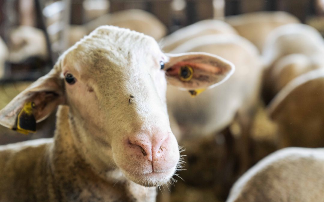 La passion des éleveurs : le soin des brebis Lacaune